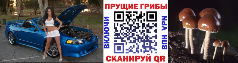 МЕГА как войти Петровск-Забайкальский Галлюциногенные грибы Psilocybe